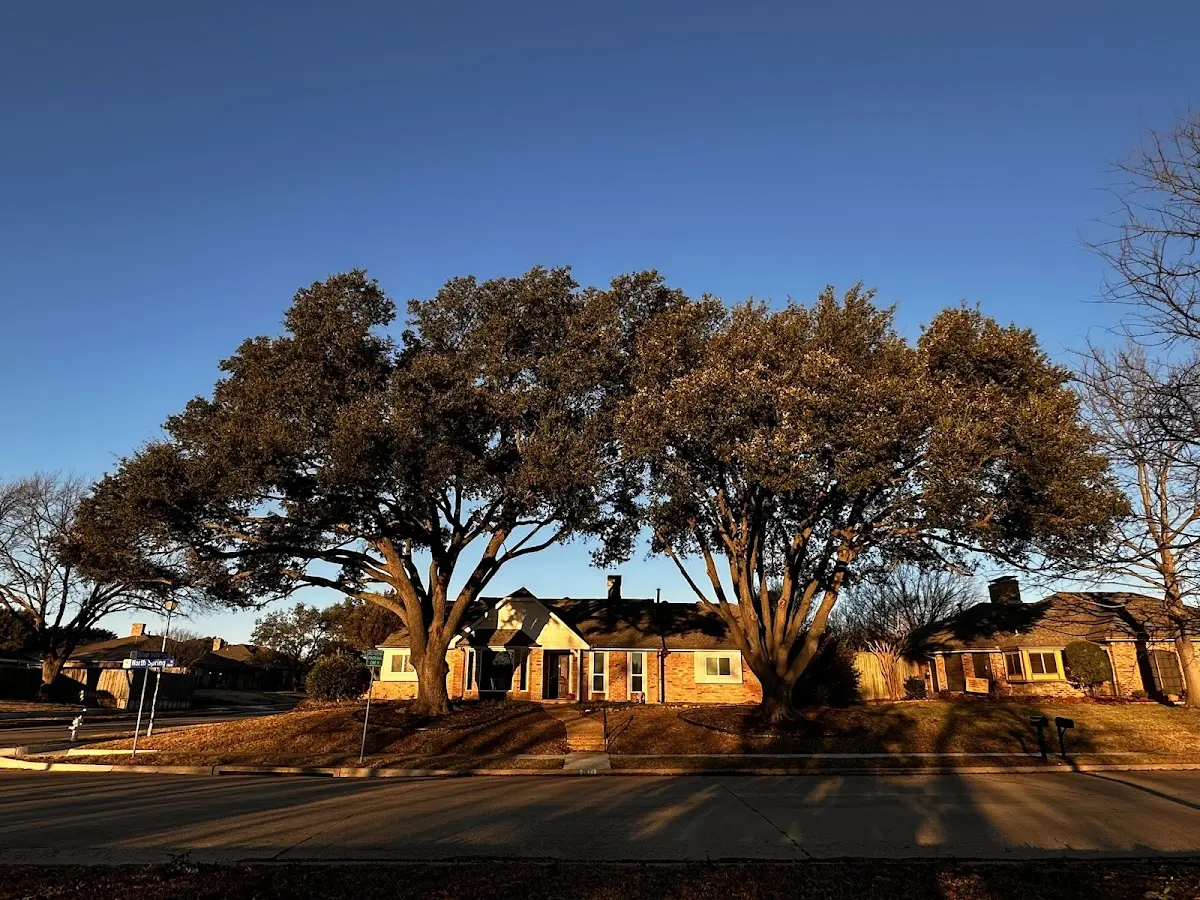 Established residential canopy tree shading a home in Forestdale