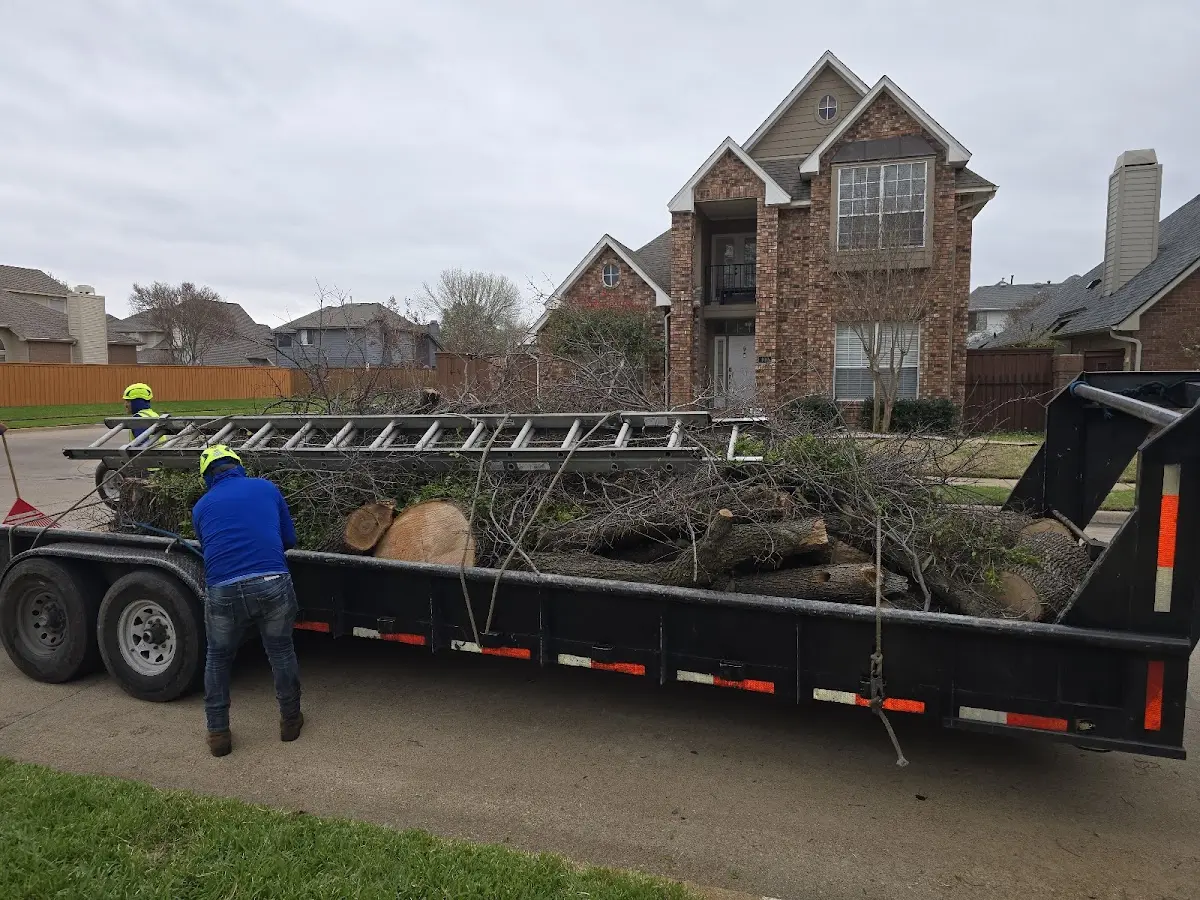 Expert Tree Pest Control with proper safety equipment in Forestdale